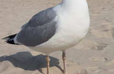 Hering FeWo I Apartment Terrace - Foto 1