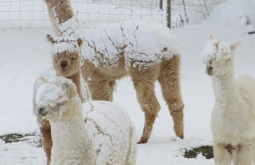 Alpaka-Ferien - Foto 13