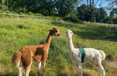 Agriturismo Tenute di Hera - Via Francigena - Foto 21