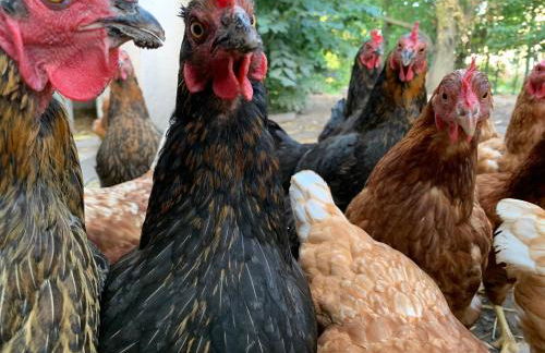 Ferienhof Klein - Foto 30