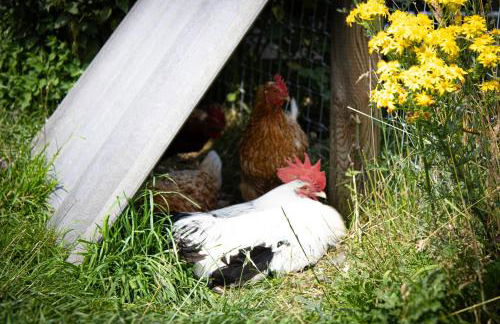 Home Farm & Lodge - Foto 43