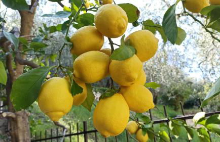 New Piccolo Residence - Foto 62