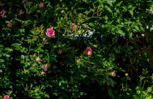 ILIOCHARI sea view apartments Oropos - Kalamos - Foto 40