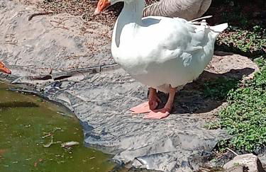 Ferienwohnung Cillien - Foto 11