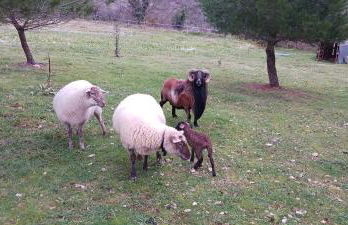 Gîtes des Deux Vallées La Borieta du Causse - Rocamadour - Foto 18