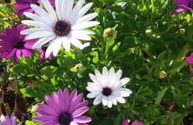 Casas de São José - Foto 15