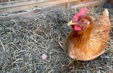 Masía entre viñedos y mar - Foto 42