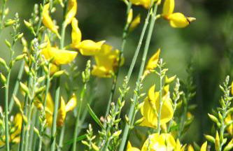 Case Natura - Foto 19