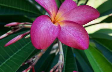 Côco Verde - Pousada Icaraí Kite Village - Foto 32