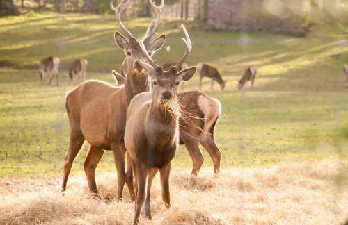 River Edge Lodges - Foto 49