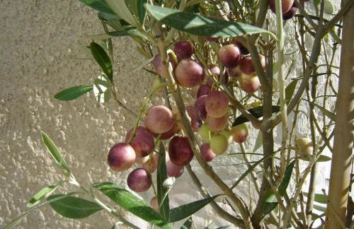 Château de Peyrolles - Photo 46