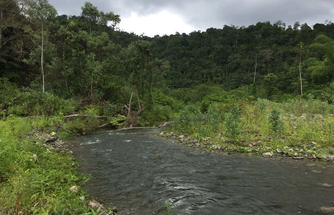 Ayampe River Birdwatching Tour - Photo 4