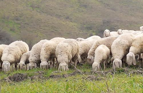 Agriturismo Le Roghete - Foto 7