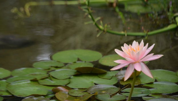 Quindíos Botanischer Garten - Halbtages-Tour - Foto 3