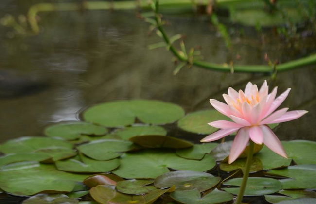 Quindíos Botanischer Garten - Halbtages-Tour - Foto 3