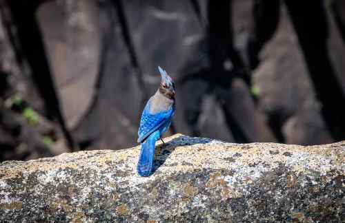 Mariposa Grove Creekside Retreat - To be featured on STAYCATION on the Destination Channel in 2026! - Foto 37