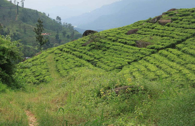 Tour privato di Nuwara Eliya in 2 giorni - Foto 1