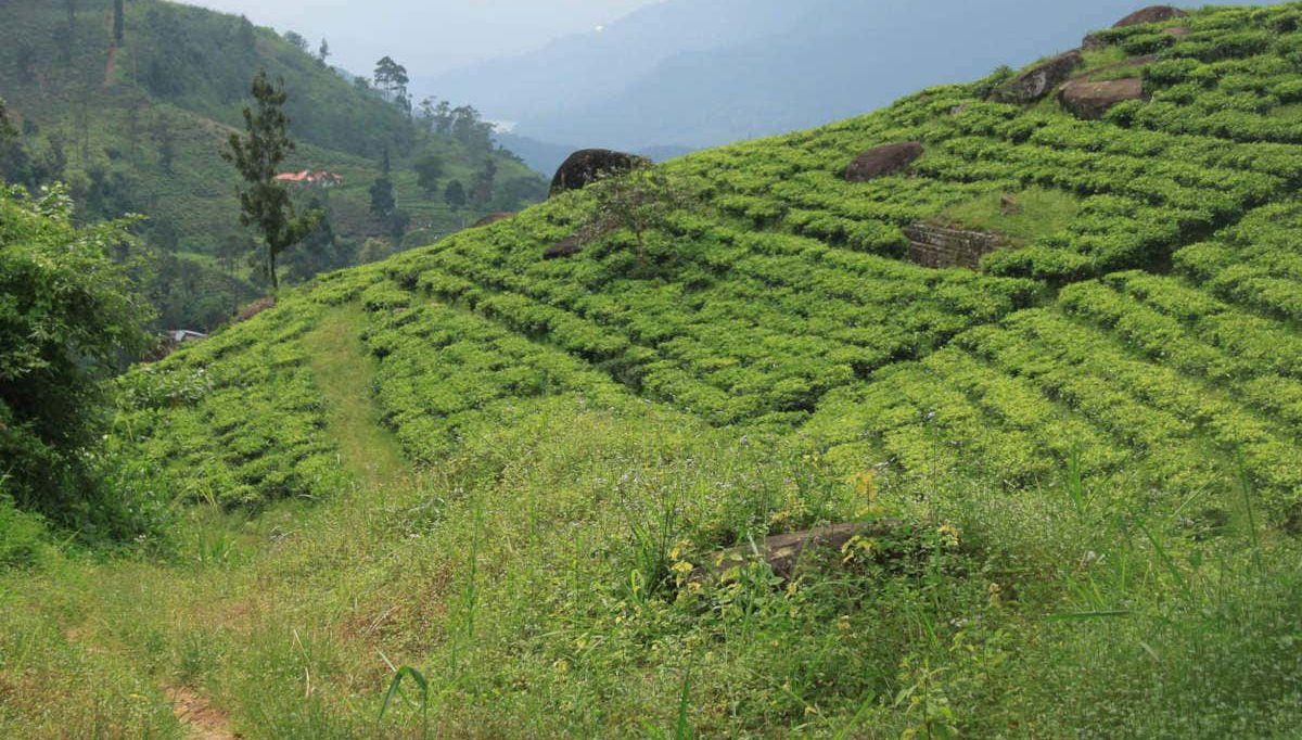 Champs de thé au Sri Lanka