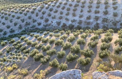 Dehesilla Olive Orchard Retreat - Foto 12