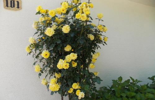 Apartments Smirnov - Foto 8