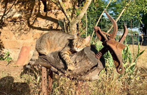 La casa di Francesco Incantevole casale di campagna with pool piscina - Foto 36
