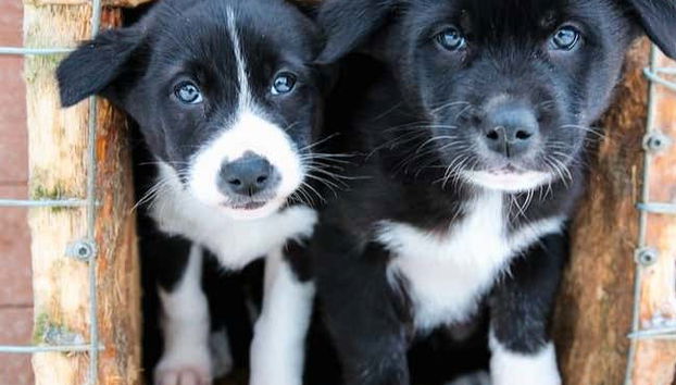 Two husky puppies in the farm