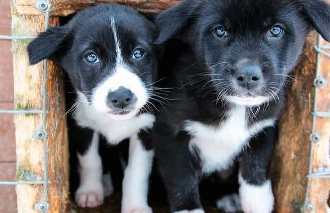 Husky Dog Sled Ride - Photo 4