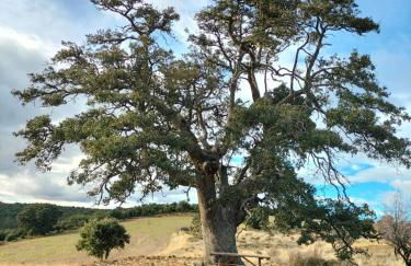 Encanto en el Moncayo - Photo 14