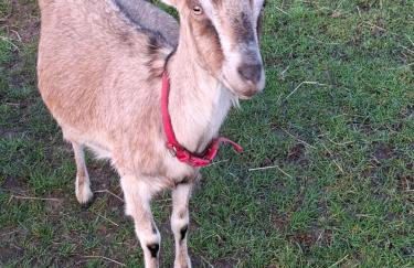 Mardi Gras, Upwell - Foto 34