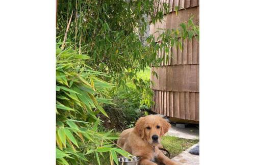 Tiny House Alpenpanorama Chalet Igluhut - Foto 13