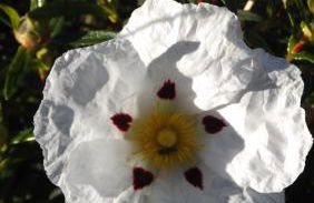 Casa da Comadre - Casas de Taipa - Foto 40