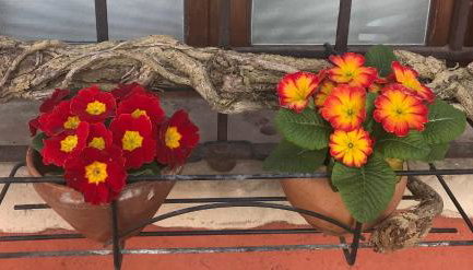 Le Ortensie Lago di Garda - Foto 3