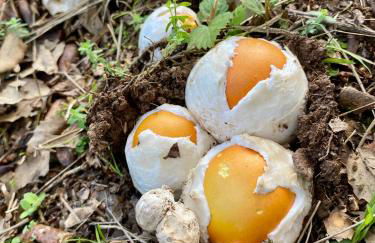 Maison au calme piscine mer au coeur de la nature U Nuciolu - Foto 34