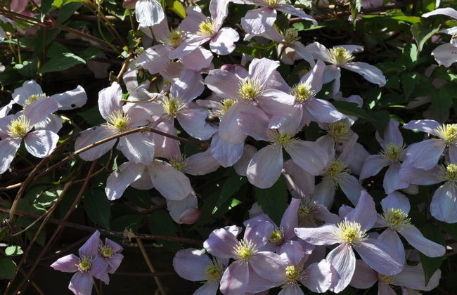 Ferienwohnungen Senda 495D - Foto 11