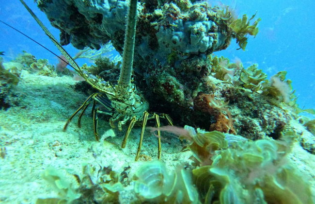 Immersione a Isla Catalina - Foto 11