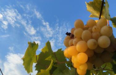 La Villa del Relax - Foto 7