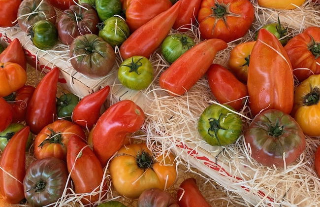 La Cigale Varoise - Hyères La Plage - Photo 12