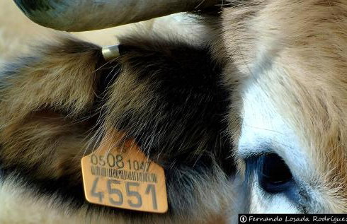 El Mirador de Babia - Photo 10