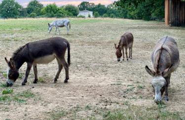 Domaine Epona - Foto 32