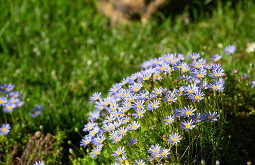 Reinado de Dom Dinis - Foto 87