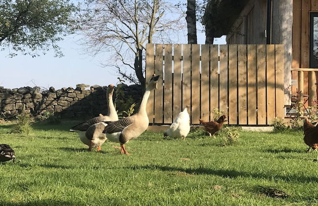 Braisty Woods - Hopes & Beams - Foto 15