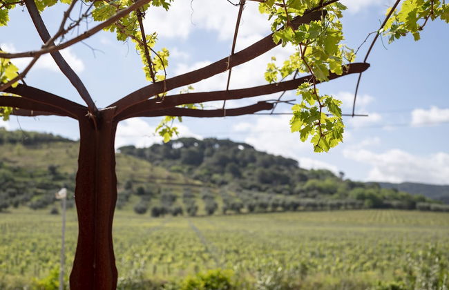 Il Cru di Vignanova - Photo 46