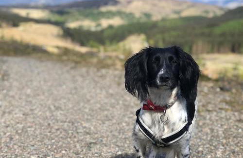 Squirrels Wood Lodge, nr Glencoe, dog friendly - Foto 60