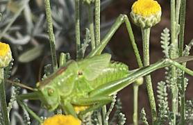 Villa Centenary Goose - Foto 33