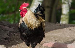 Izerski Poranek - Foto 15