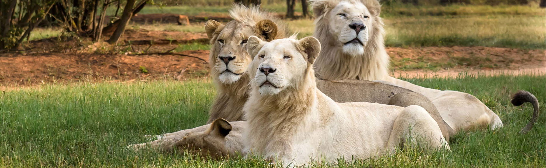 Excursão ao Lion Safari Park
