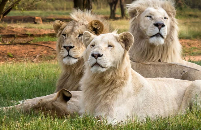 Excursão ao Lion Safari Park - Foto 1