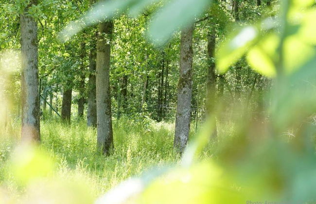 Holiday Home in Somme-leuze With Private Garden - Foto 42