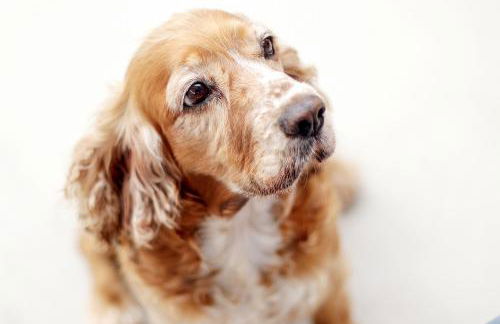 Marconi's seaside villa - Foto 40