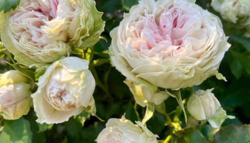 Żuławska Chata - Foto 4